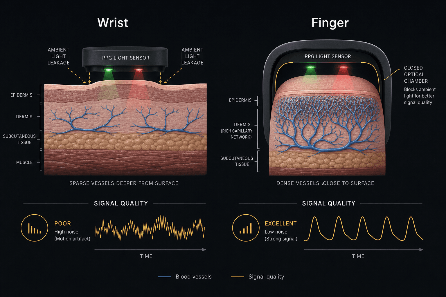Side-by-side diagram comparing wrist and finger PPG sensor placement, showing sparse wrist vessels with a noisy signal versus dense fingertip capillaries with a clean signal in a closed ring chamber.