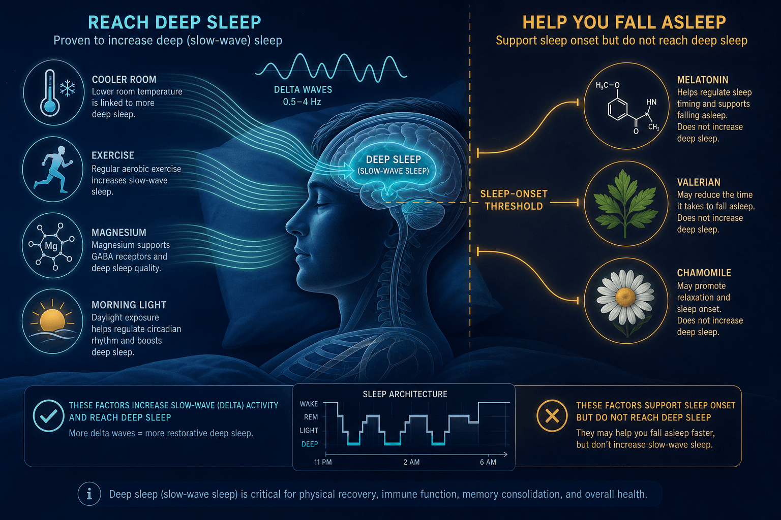 Split-composition illustration showing factors that increase deep sleep on the left and factors that only help sleep onset on the right.