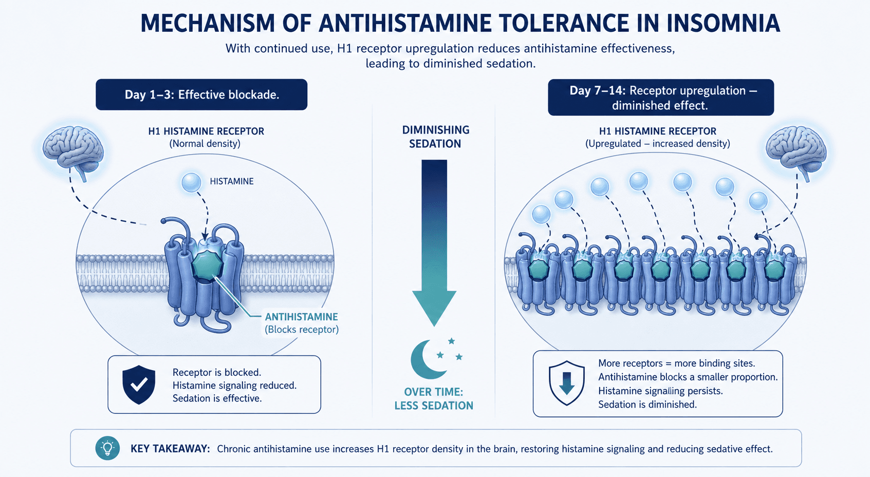Medical-style diagram illustrating antihistamine tolerance: left side shows a brain histamine H1 receptor being effectively blocked at Day 1-3, right side shows receptor upregulation at Day 7-14 with diminished effect, connected by a downward arrow indicating diminishing sedation over time.