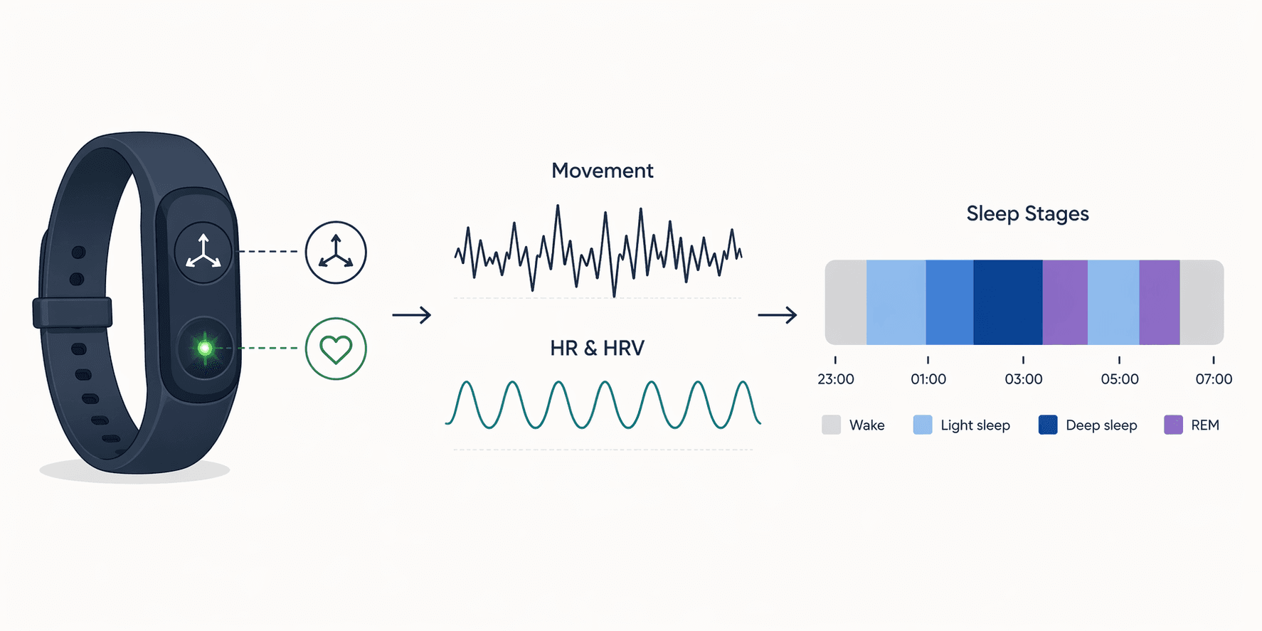 Flow from wrist movement and pulse sensors through movement and heart rate variability signals into a sleep stage timeline