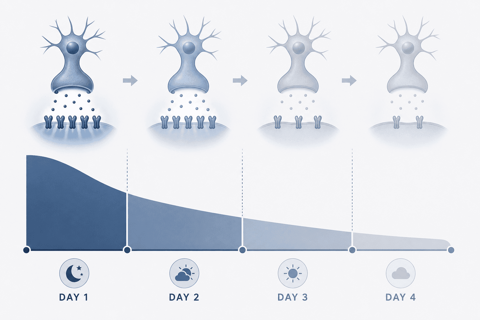 A four-day timeline with descending bars showing rapidly declining sedative effect from Day 1 to Day 4, with a receptor icon progressively dimmed to represent H1 downregulation.