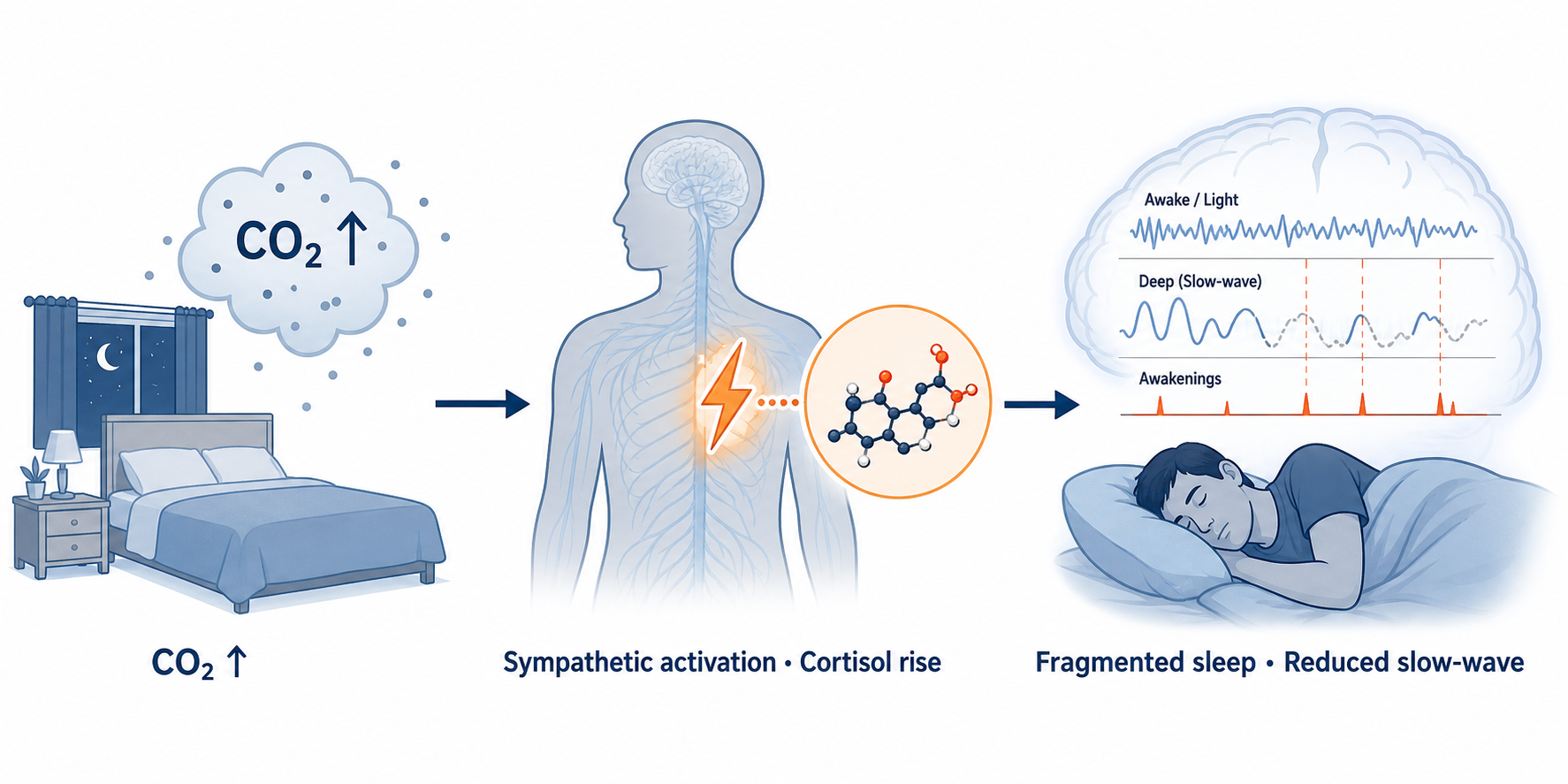 Infographic showing elevated CO2 leading to sympathetic activation, cortisol rise, fragmented sleep, and reduced slow-wave sleep