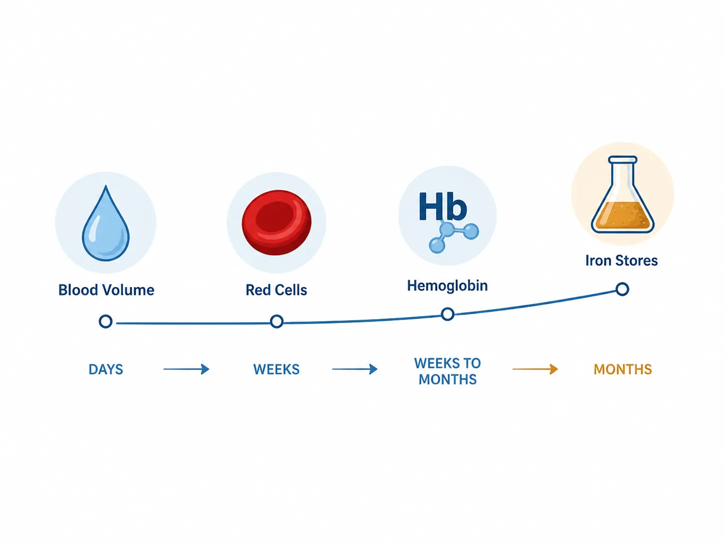 Timeline showing blood volume, red cells, hemoglobin, and iron stores recovering at different speeds