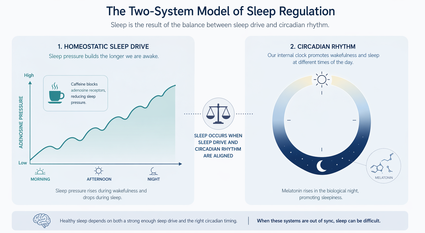 An editorial diagram showing the two-system model: a rising wave curve on the left represents adenosine accumulation (sleep drive), and a circular clock motif on the right with a light-to-dark transition represents the circadian rhythm. A balanced-scale icon sits between them.