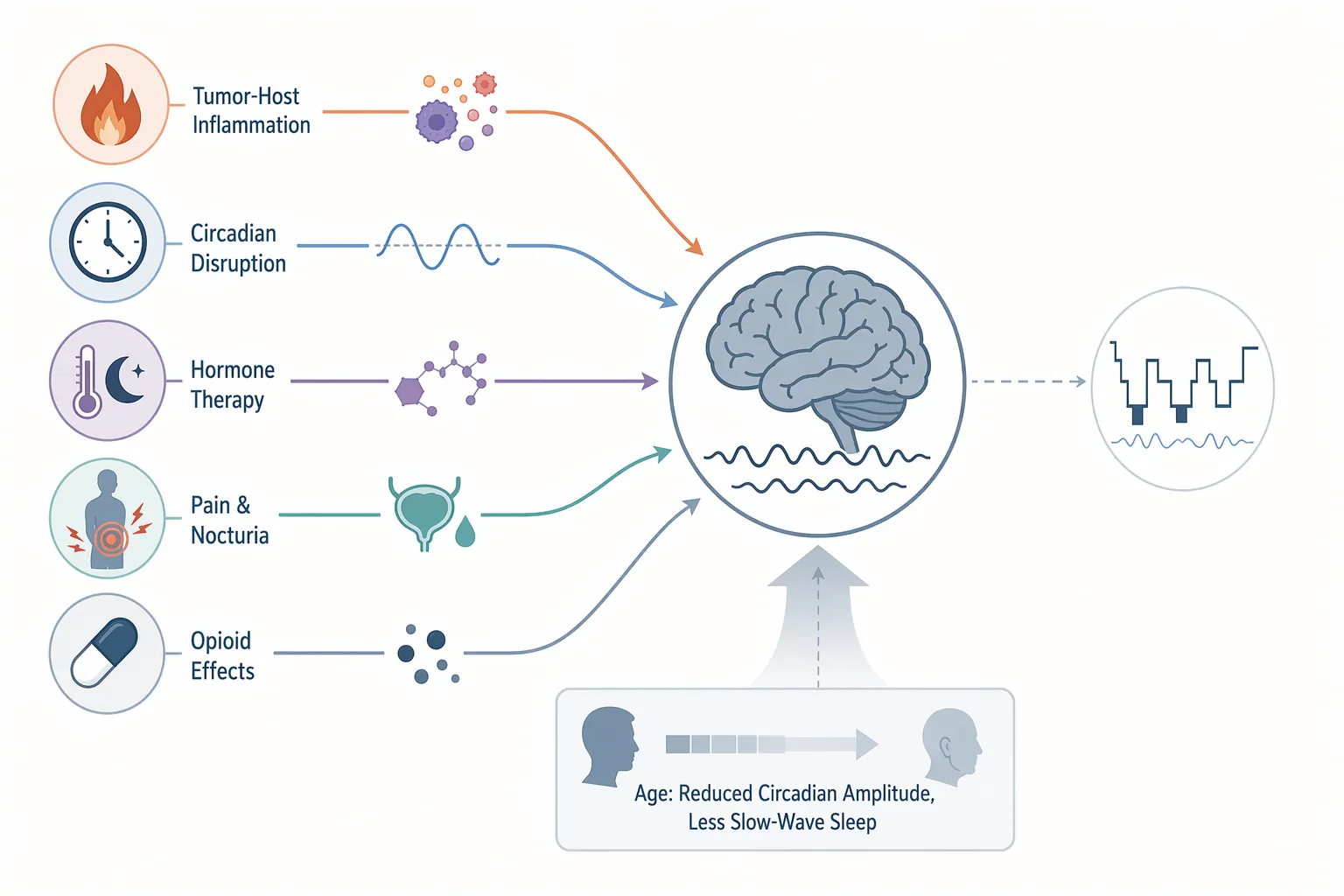 Mechanism diagram showing inflammation, circadian disruption, hormone therapy, pain and nocturia, and opioid effects converging on disrupted sleep in older cancer patients