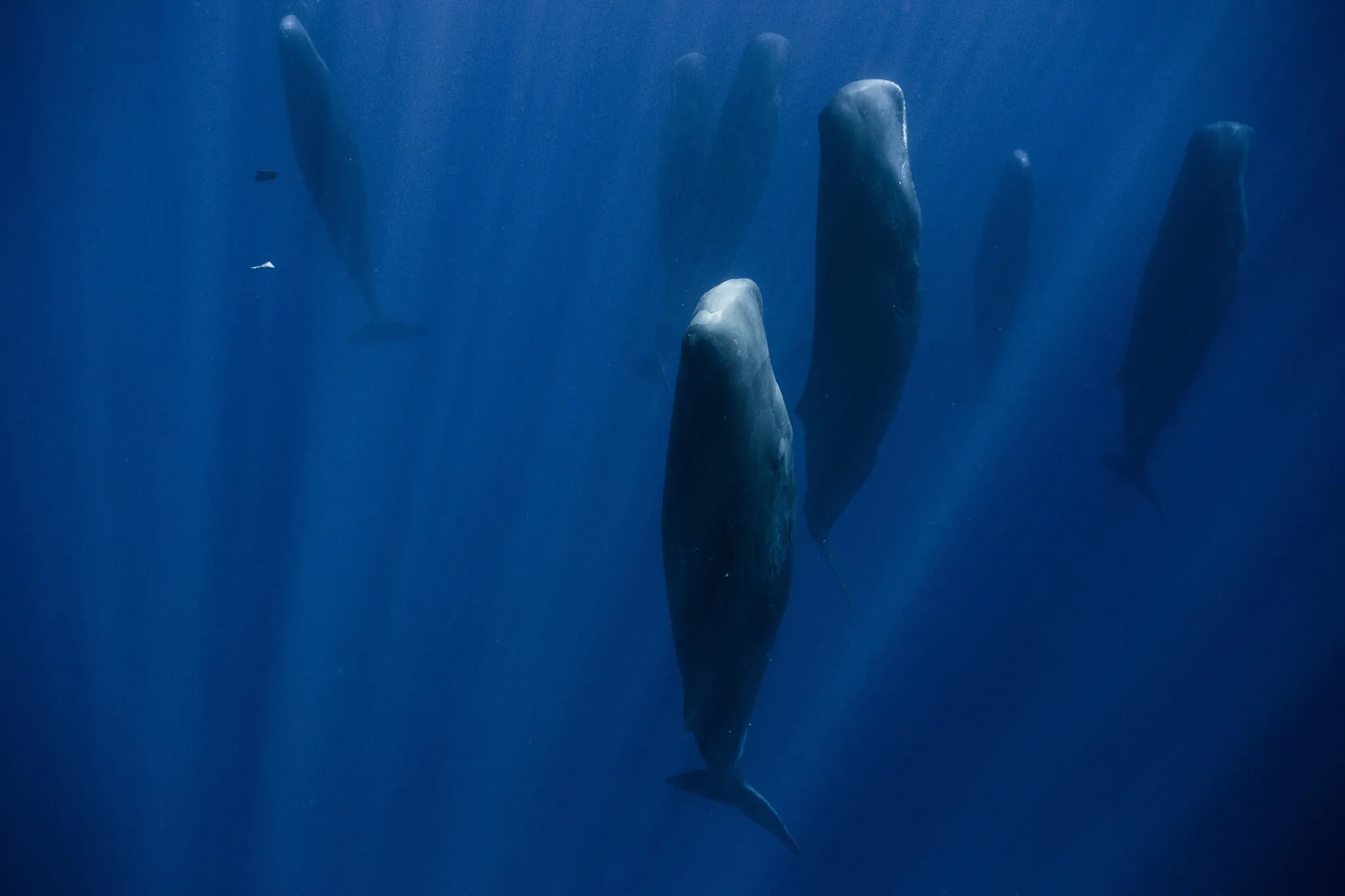 A pod of sperm whales floating vertically in still ocean water
