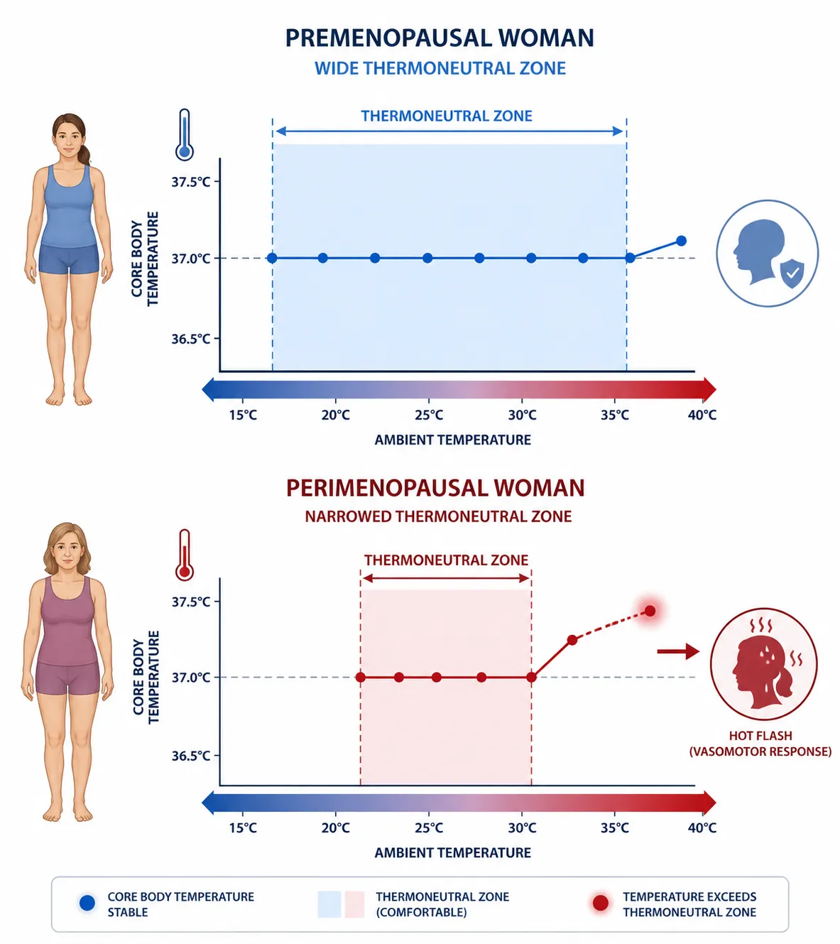 Diagram showing a wider thermoneutral zone before perimenopause and a narrowed zone during perimenopause where a small temperature rise can trigger a hot flash