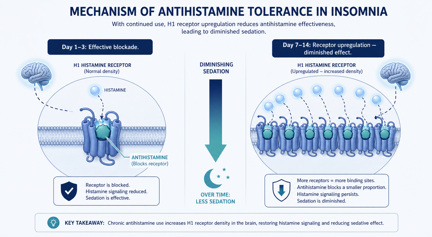 Medical-style diagram illustrating antihistamine tolerance: left side shows a brain histamine H1 receptor being effectively blocked at Day 1-3, right side shows receptor upregulation at Day 7-14 with diminished effect, connected by a downward arrow indicating diminishing sedation over time.