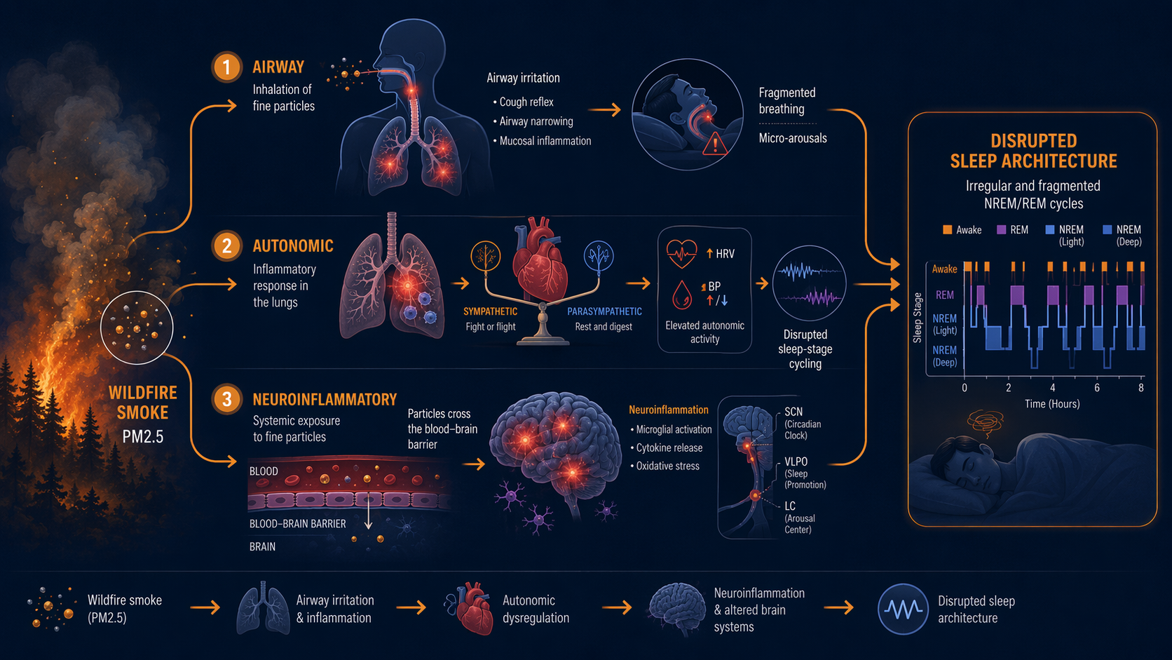 Diagram of three pathways from wildfire smoke to disrupted sleep: airway irritation, autonomic activation, and possible brain inflammation