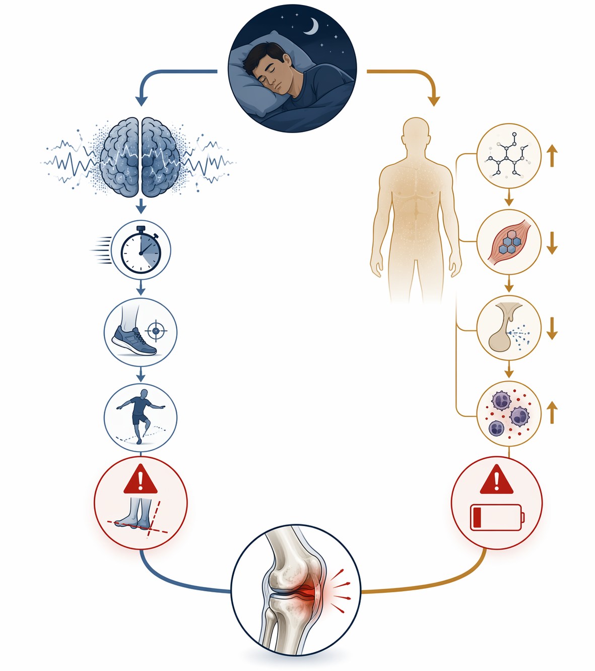 Two pathways from poor sleep to sports injury showing cognitive and neuromuscular effects alongside physiological recovery disruption