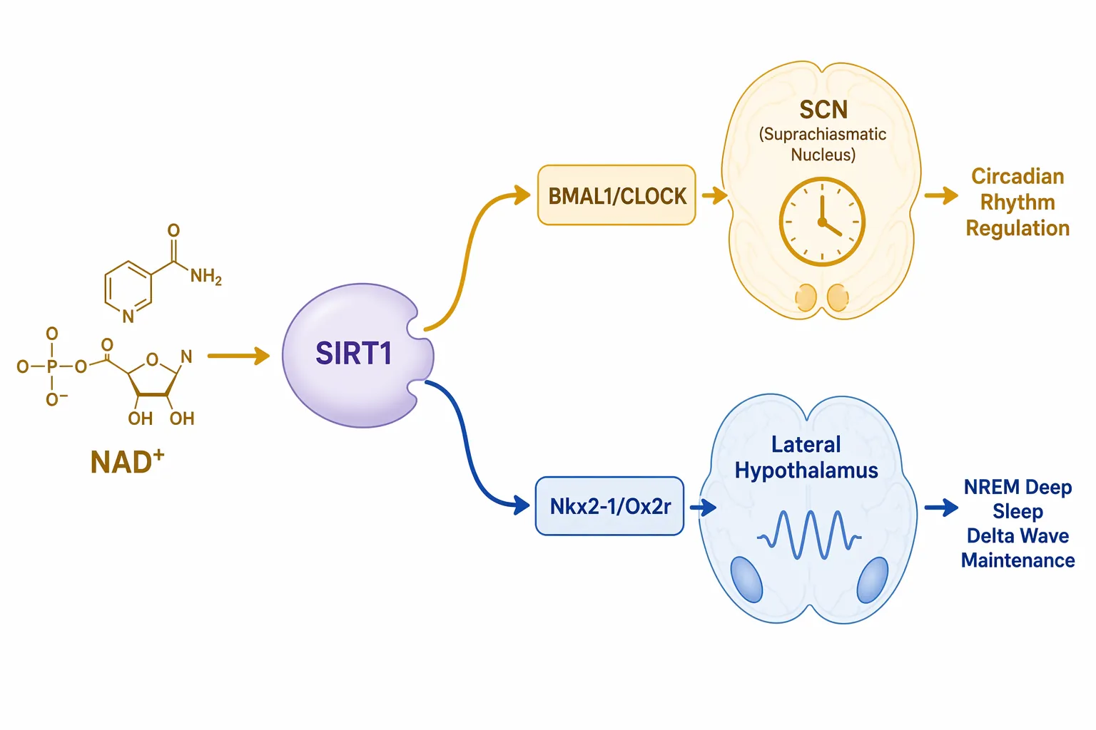 Mechanism diagram showing NAD+ supporting SIRT1 pathways for BMAL1/CLOCK circadian regulation and Nkx2-1/Ox2r NREM delta wave maintenance