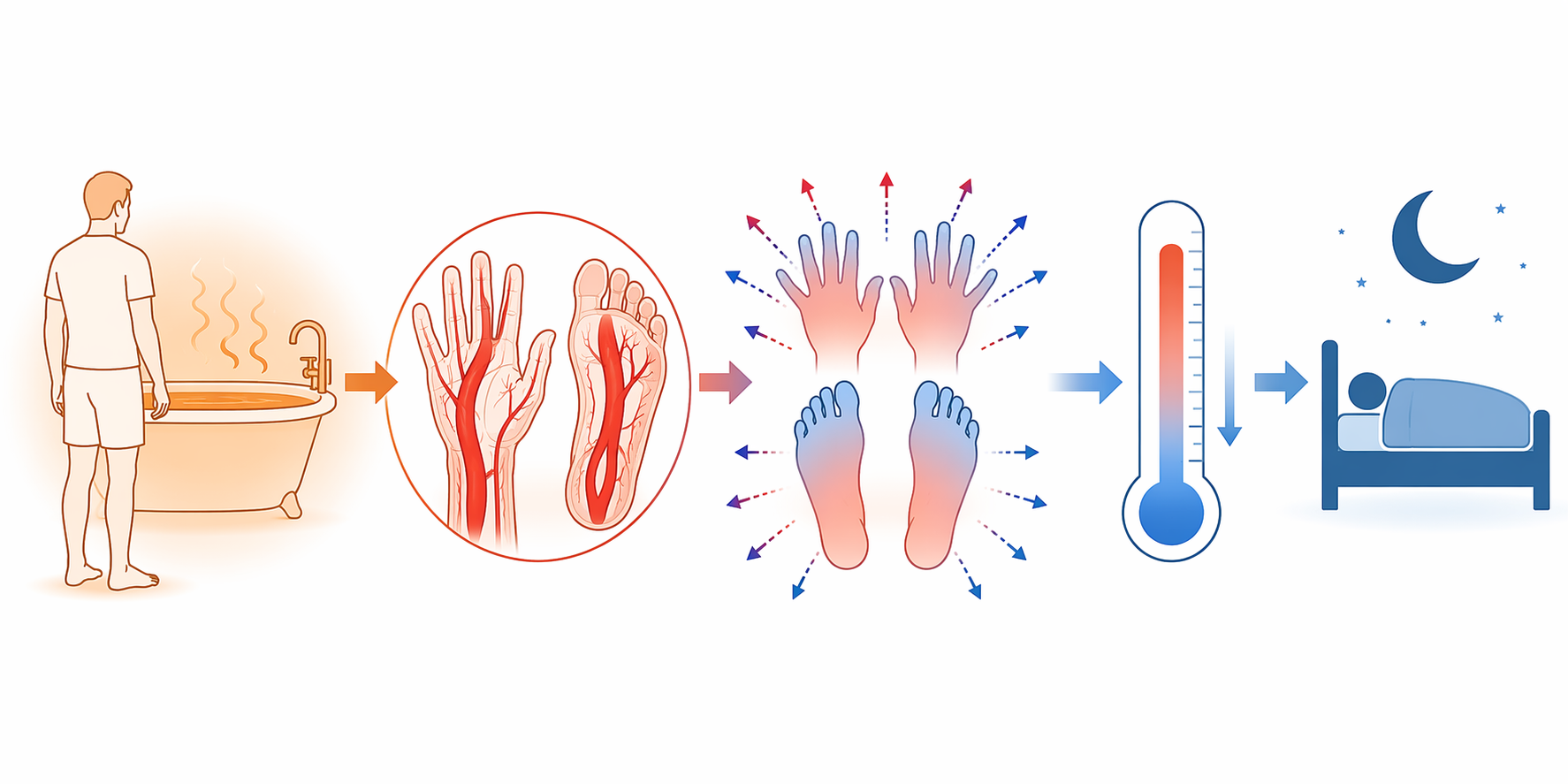 Infographic showing warm bath, dilated vessels in hands and feet, heat leaving the body, falling temperature, and sleep onset