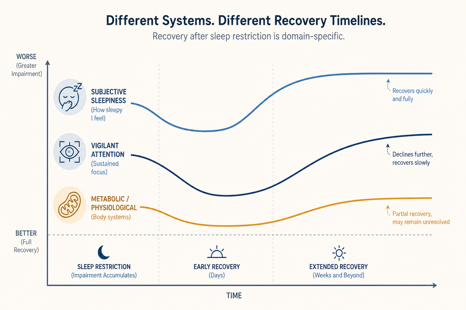 Three recovery curves showing that subjective sleepiness recovers faster than sustained attention, while metabolic and physiological measures remain partially unresolved.