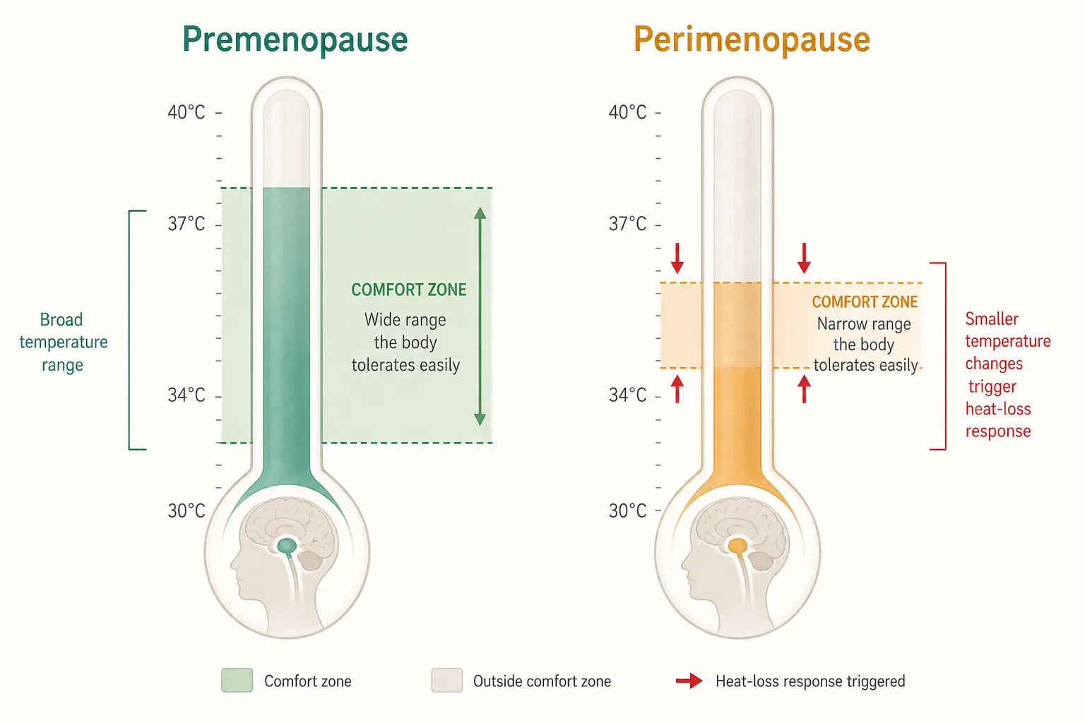 Diagram showing a wider premenopause thermoneutral zone beside a narrowed perimenopause zone where the same temperature rise crosses a vasomotor trigger threshold