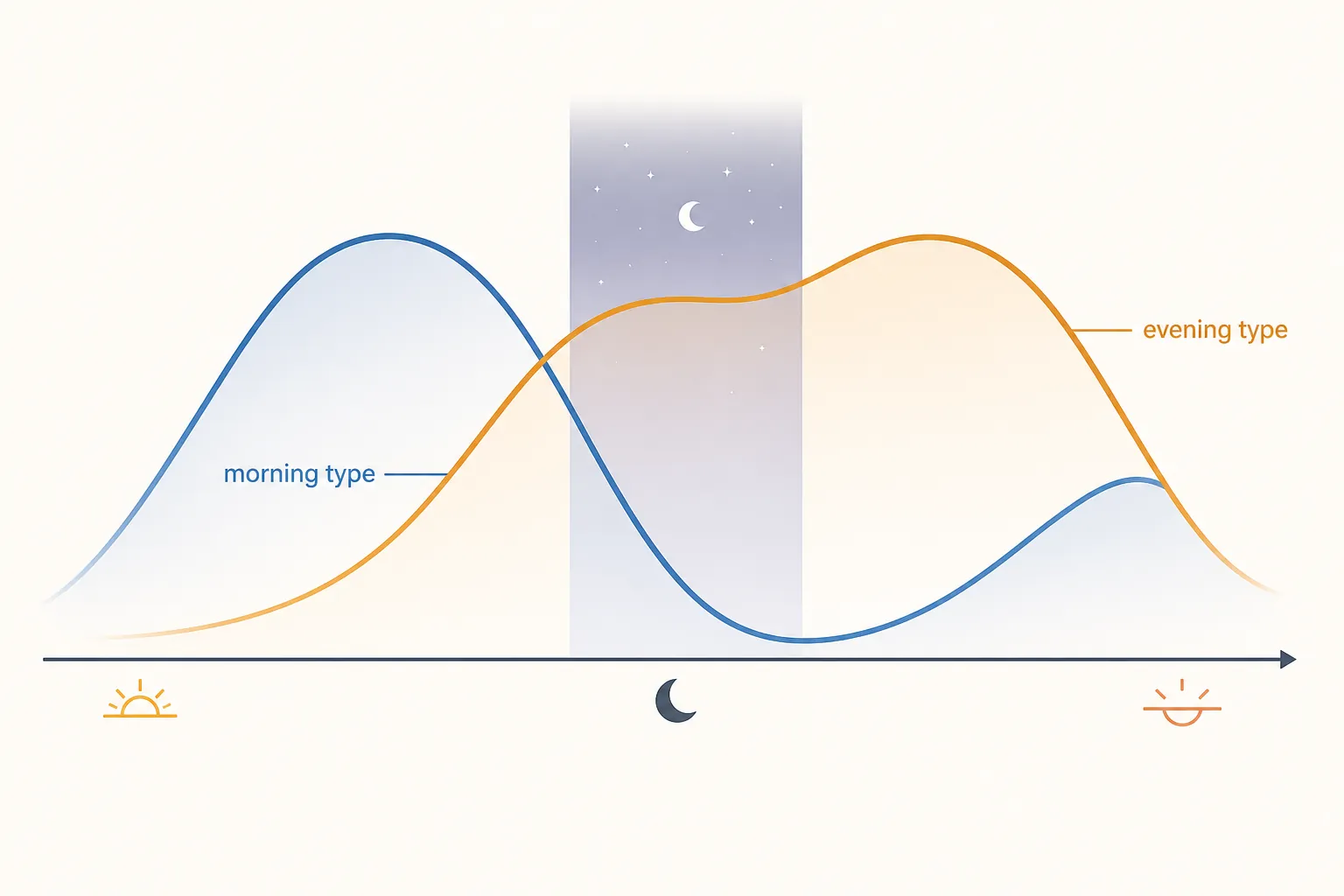 Circadian alertness curves showing an evening type staying more alert after midnight while a morning type dips lower
