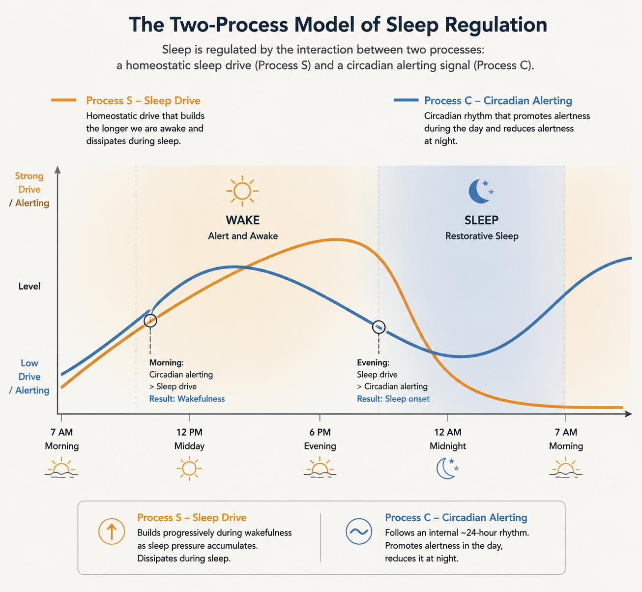 Twenty-four hour timeline showing Process S sleep drive rising while awake and falling during sleep alongside the Process C circadian alerting rhythm